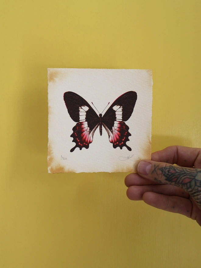 Limited Edition screenprint art of a Fluminense swallowtail butterfly by emerging artist Kath Leone
