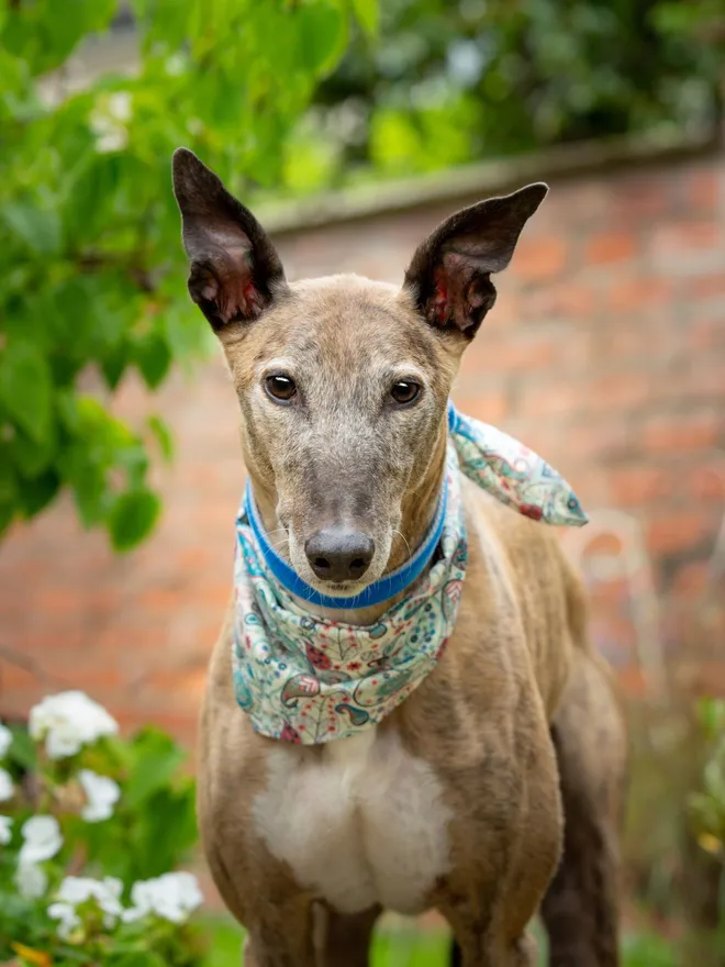 Sea Glass Carnaby Street Dog Bandana