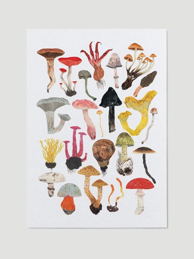 Mushrooms and Toadstools Print
