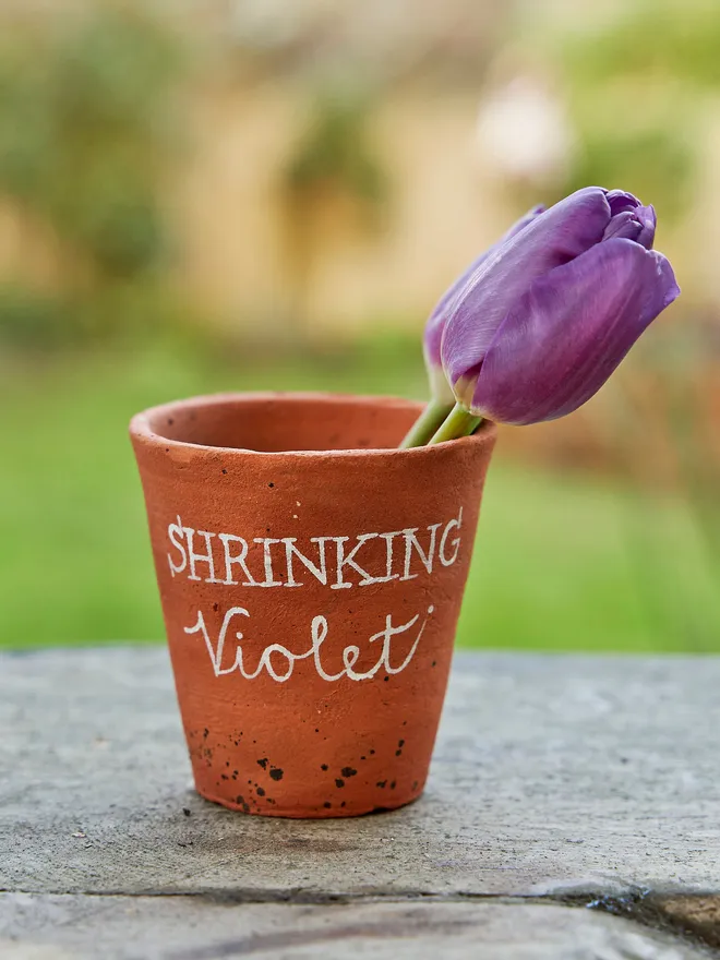 Shrinking violet terracotta pot