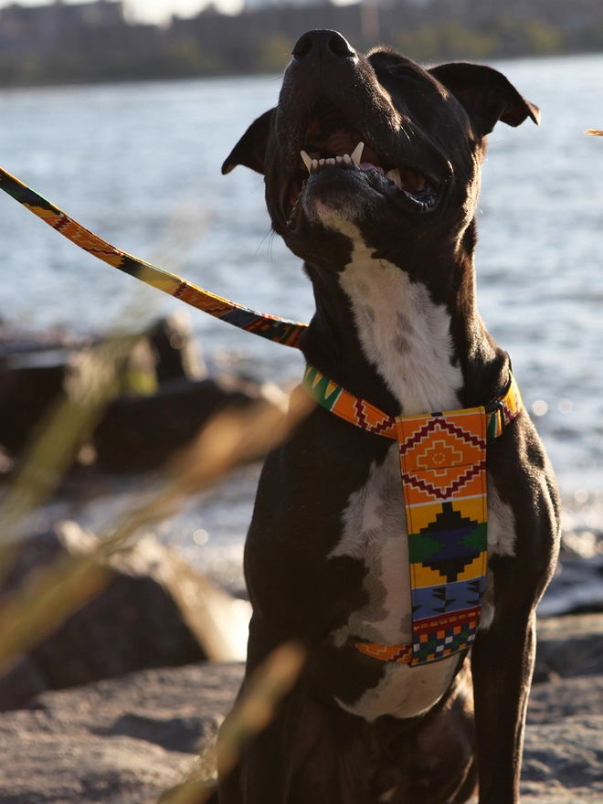 Hiro + Wolf luxury dog harness