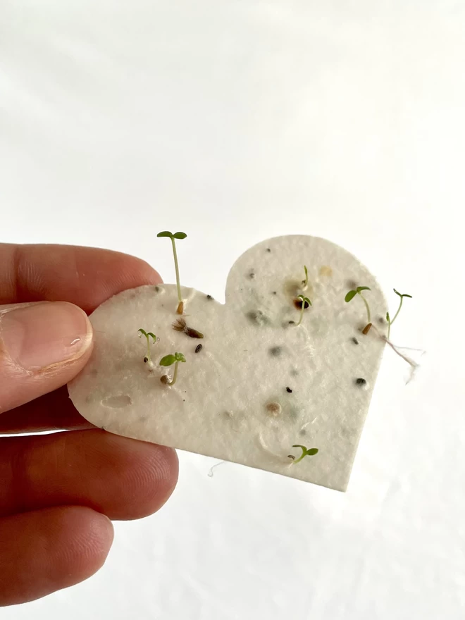 Ruby & Bo plantable paper heart sprouting seedlings