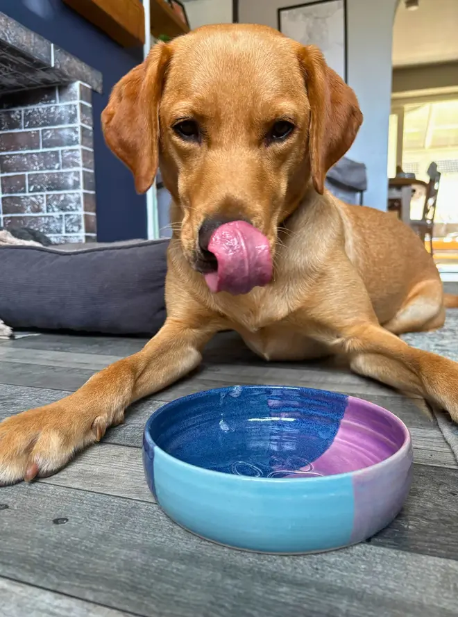 Landscape Dog Bowl, a colourful dog bowl sitting on a wooden surface next to a thirsty dog. 