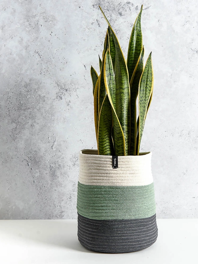 Giant Striped Cotton Plant Pot