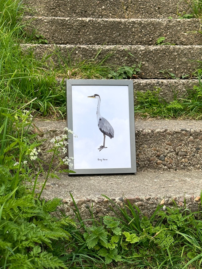 a print of an illustration of a grey heron