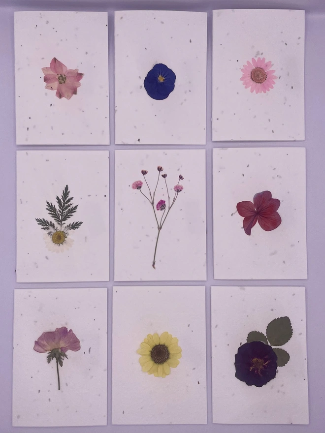 Selection of real pressed flower plantable notecards