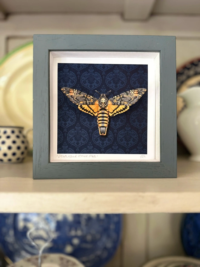 A photo of the framed Death's Head hawk moth in a dark grey frame option. A perfect gift and ethical taxidermy collector.