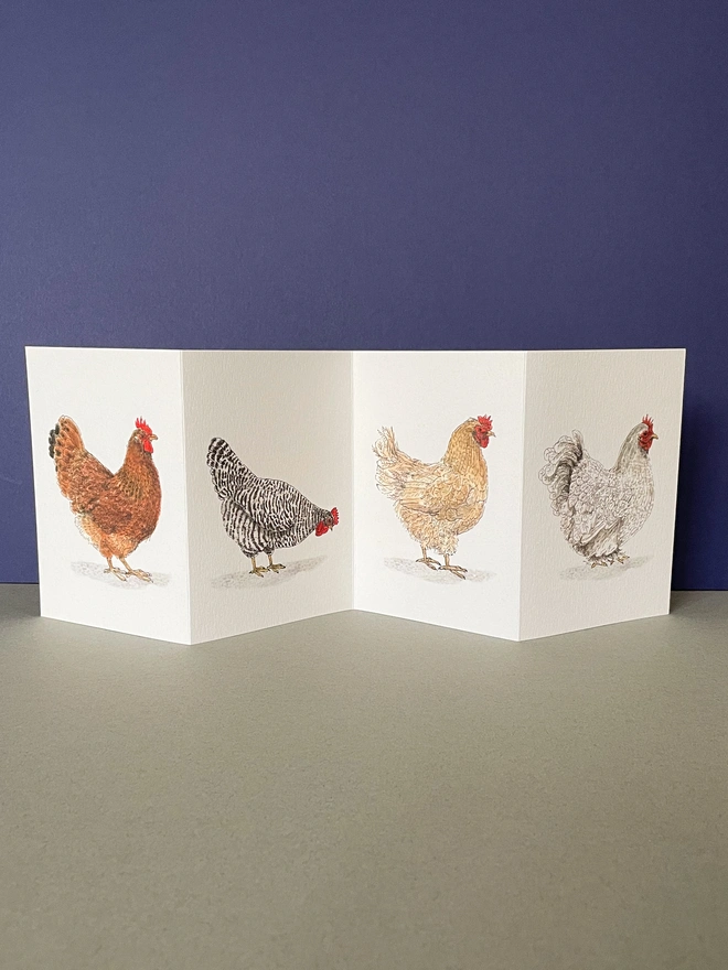 chicken concertina card