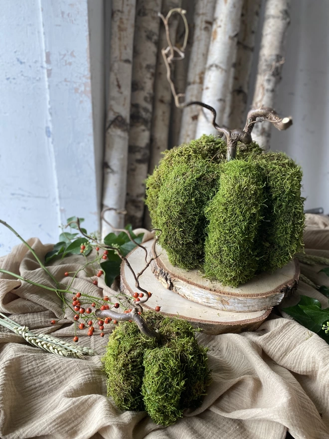 Two Hand Formed Dried Moss Pumpkin with Corylus Stalks, on display with sprigs of red berries, atop soft ruffled cloth