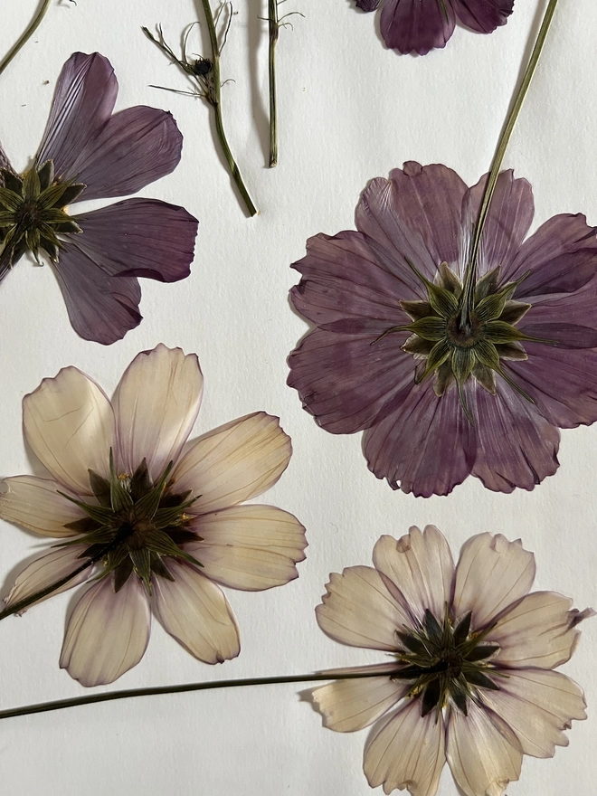 pressed cosmos flowers