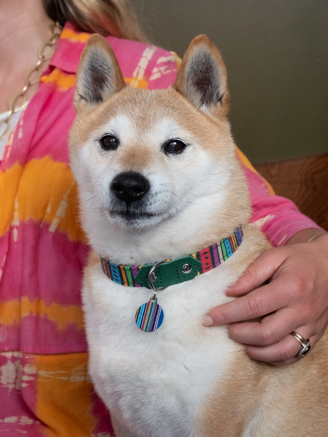 Hiro + Wolf Rainbow Stripe luxury dog collar