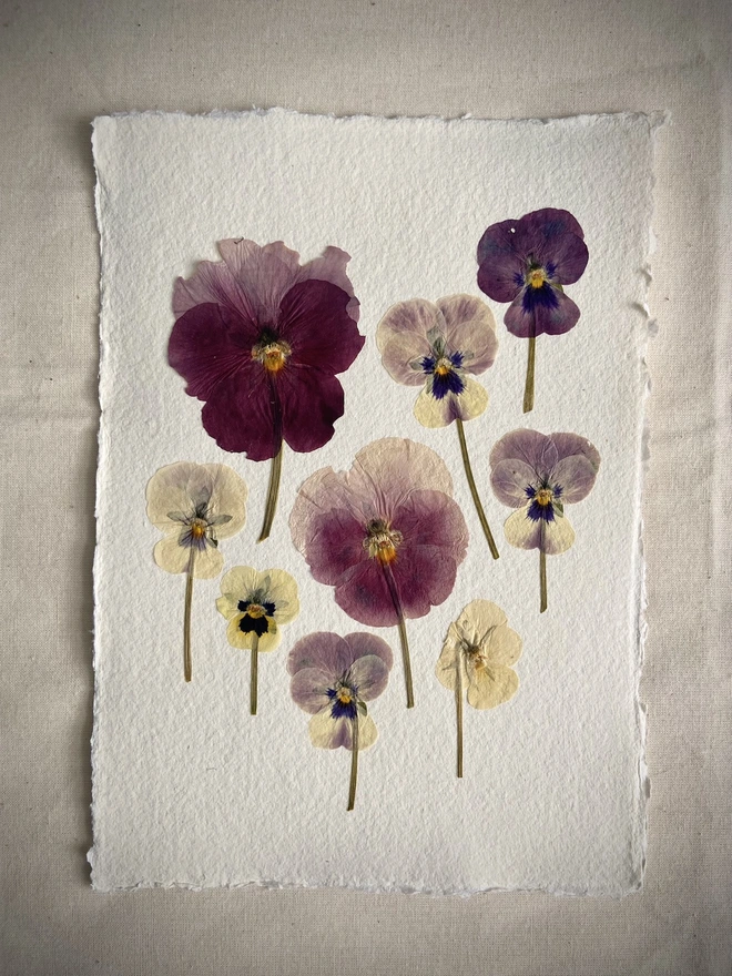  Pressed pansy flowers placed onto cotton rag paper in multiple colours