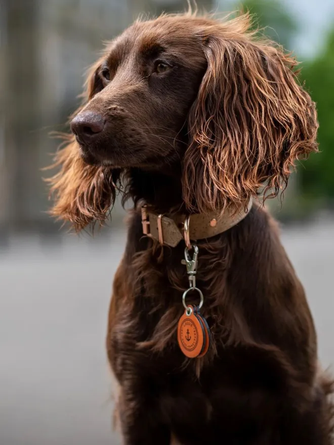 Nautical "Wet Nose, Sandy Paws" - Double Saddle Tan Leather 