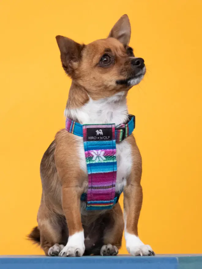 Brown chihuahua wearing a blue harness