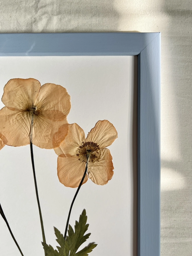 pressed poppy flowers in hand painted blue wooden frame