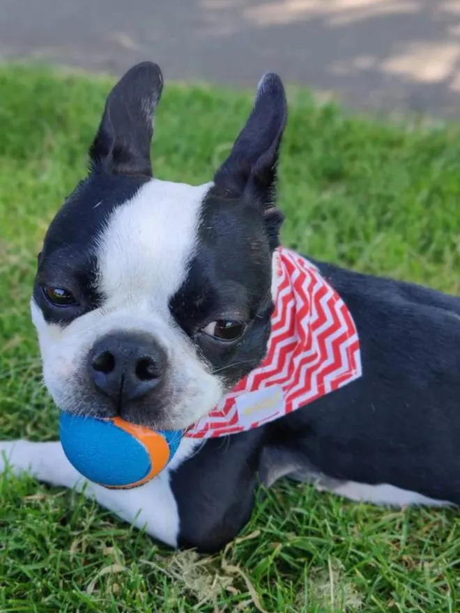 Red Zig Zag Cotton Dog Bandana 