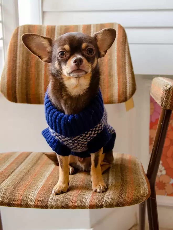 Chihuahua in a navy jumper 
