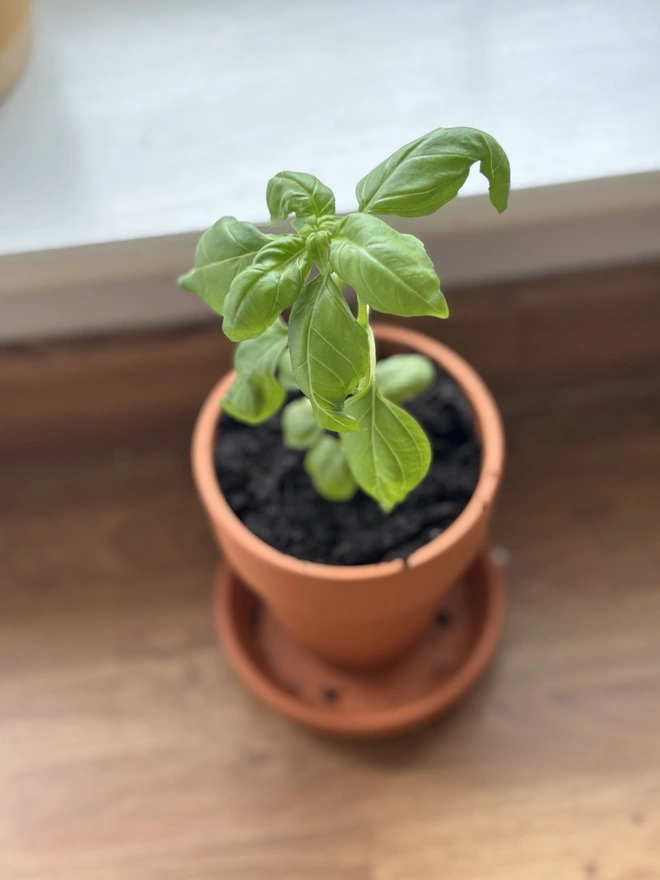 Growing Basil Plant 
