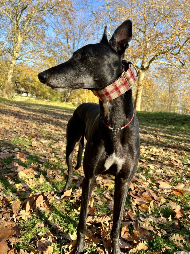 Raspberry Porridge House Tweed Dog Collar