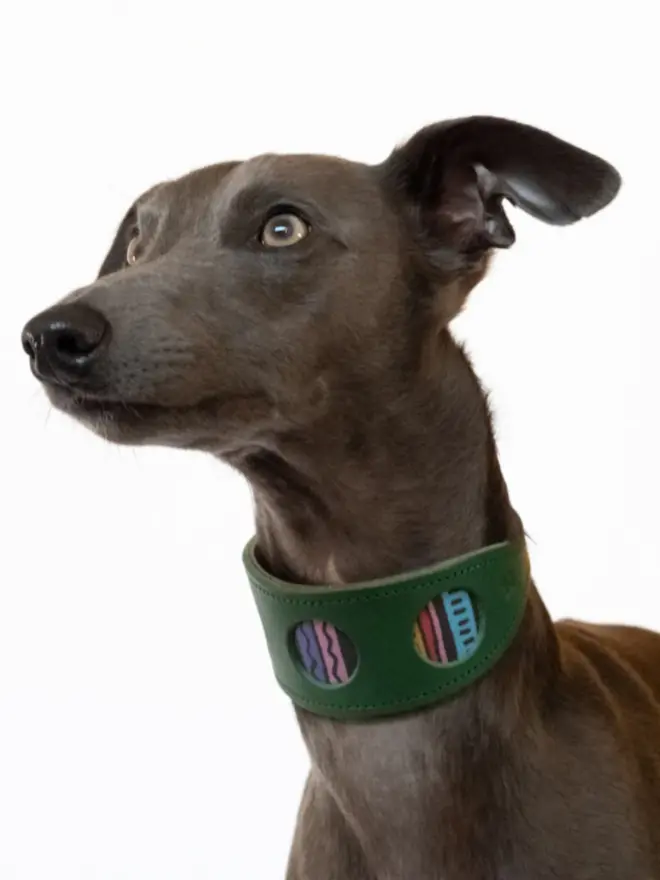 Dog wearing a rainbow stripe hound collar