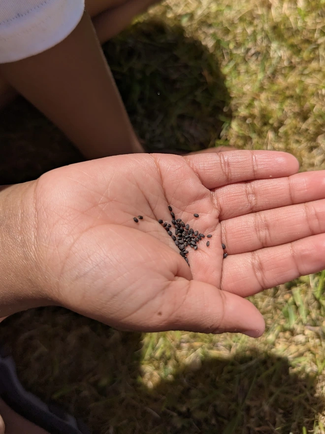 Start A Mini Allotment Kit seeds included in a childs hand