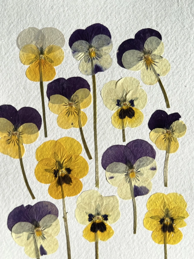 close up pressed pansy flowers