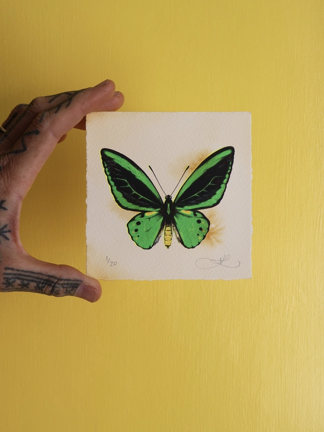Limited Edition screenprint artwork of a Green Birdwing Butterfly by artist Kath Leone London