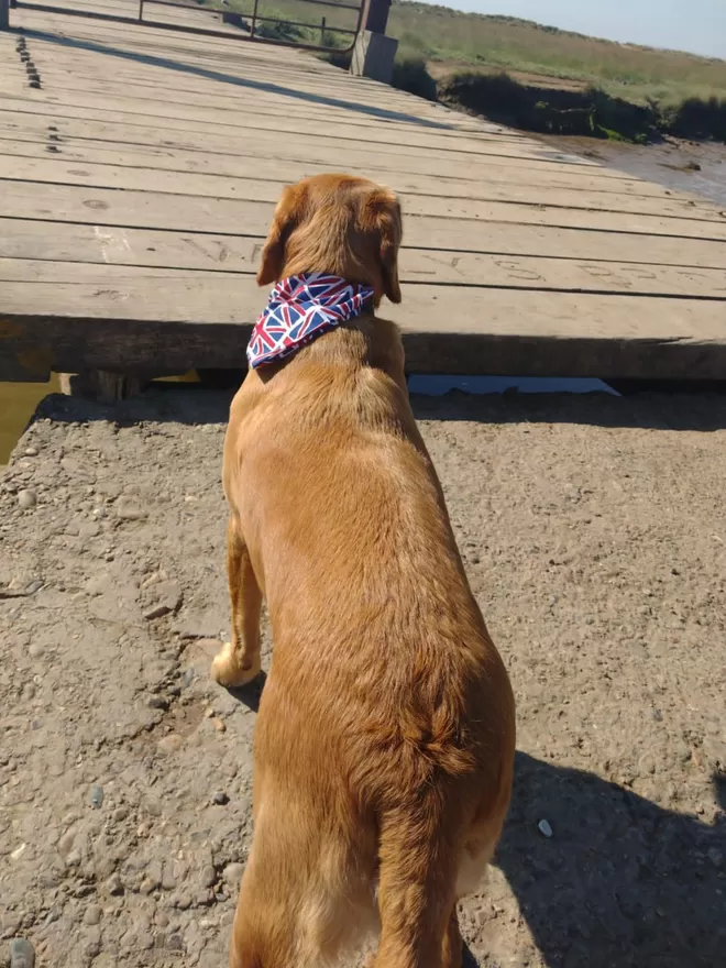 Union Jack Bandana on Labrador at Wally's Bridge In Walberswick