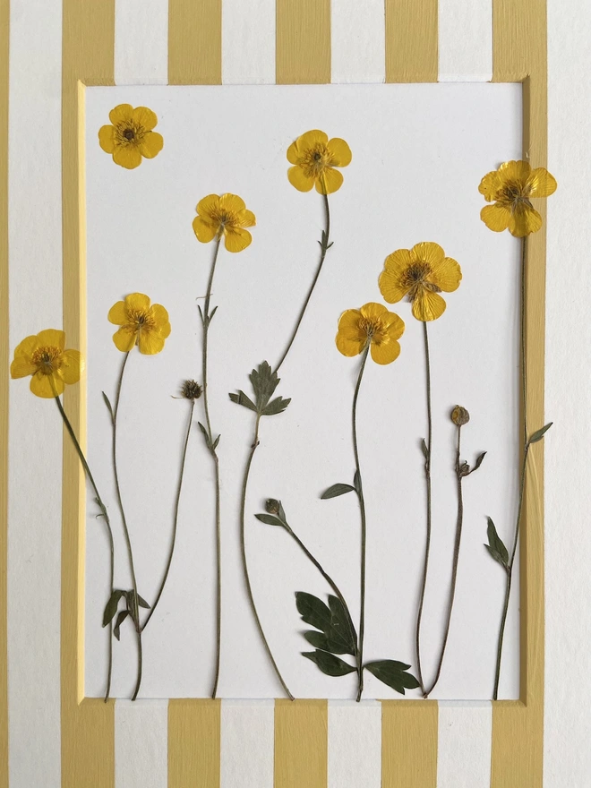 Close up of pressed buttercup flowers 