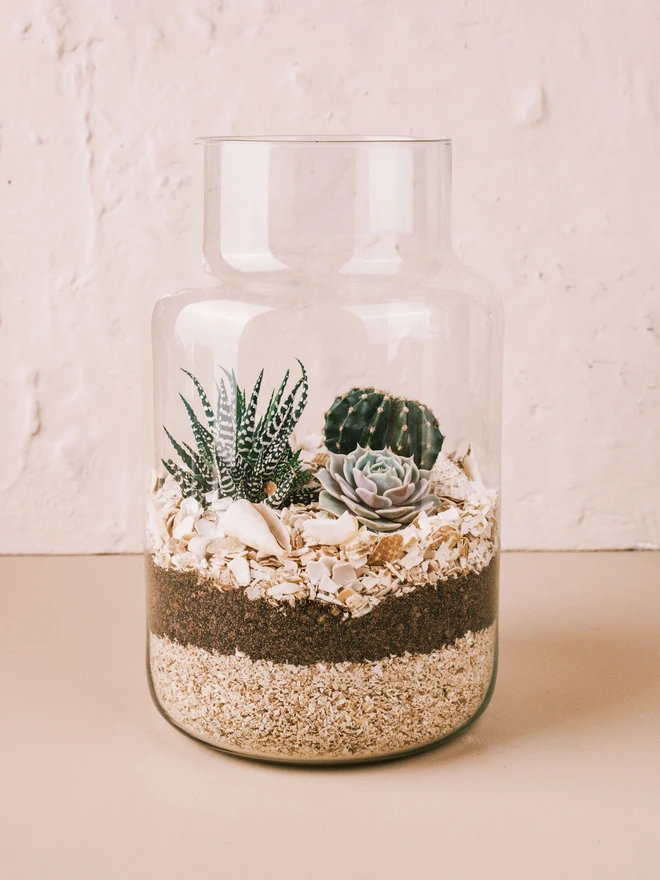 Large Seascape Terrarium Kit