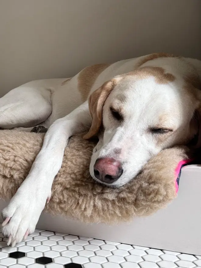 dog travel plushy cushion