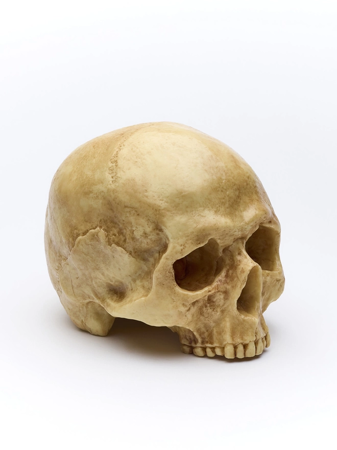 Realistic edible chocolate human skull