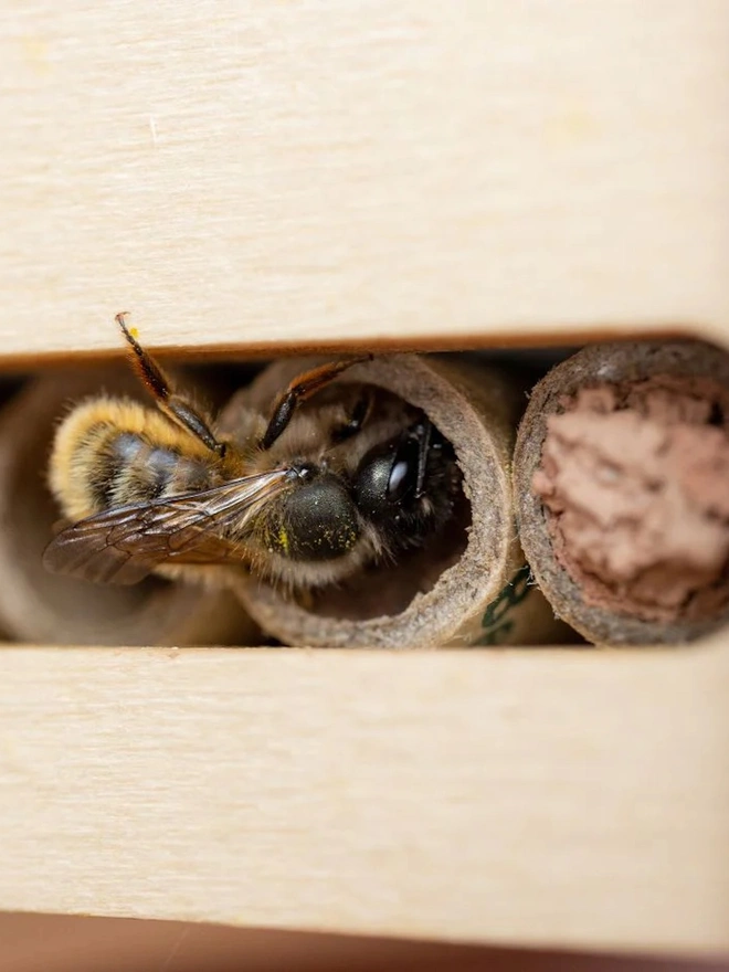 Bee Nesting Tubes for Solitary Bees (pack of 24)