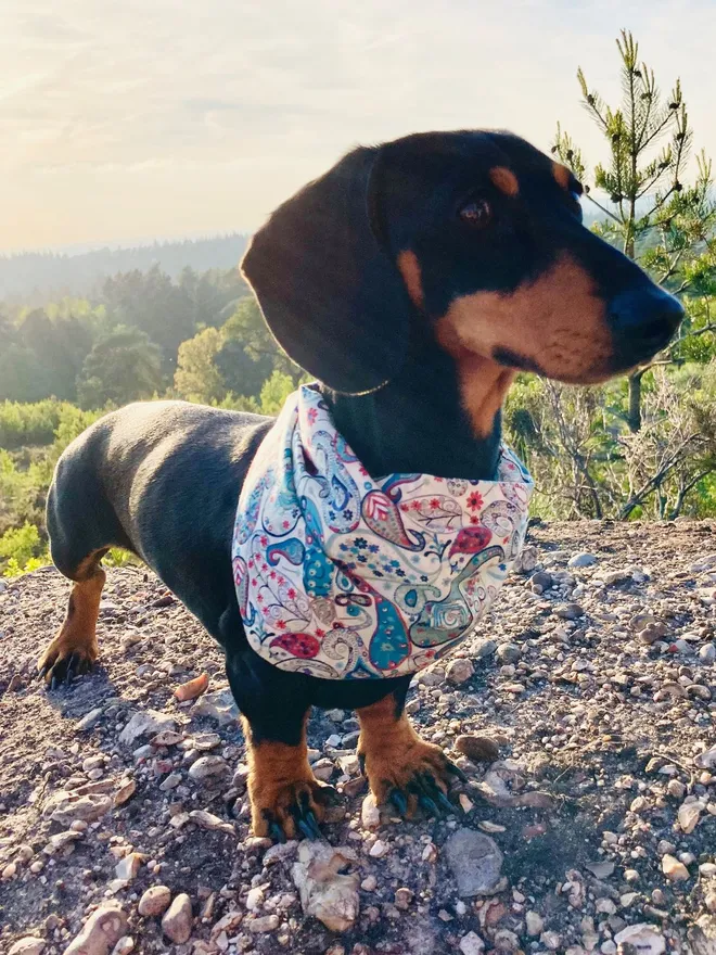 Sea Glass Carnaby Street Dog Bandana