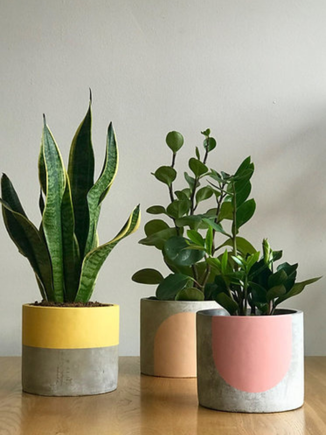 rose & grey collection concrete plant pot. three grey plant pots with yellow, pink and brown stripes.