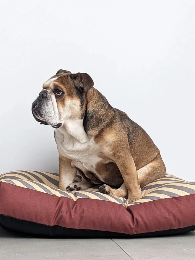  Printed Cotton Patterned Dog Bed, a dog sitting on a patterned dog bed on a tiled floor in front of a white wall. 
