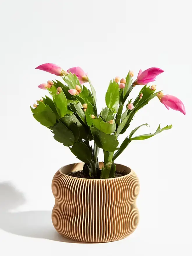 Sustainable 3D Printed Sand Beige Plant Pot, bubble design, against a white background.