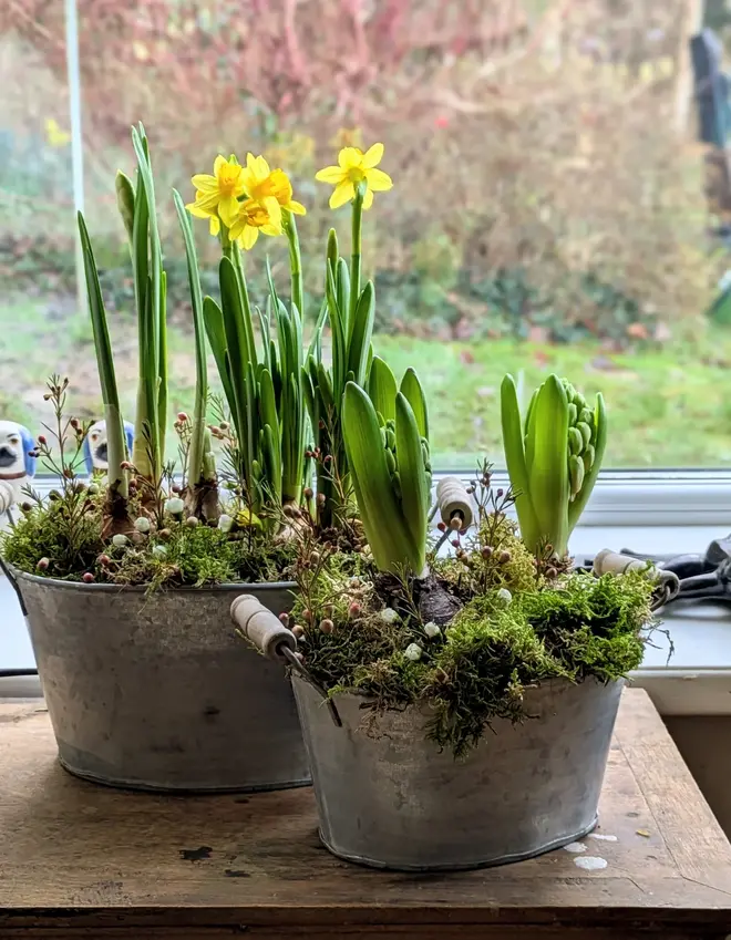 Two Spring Bulbs Oval Zinc Planters Side By Side With Handles