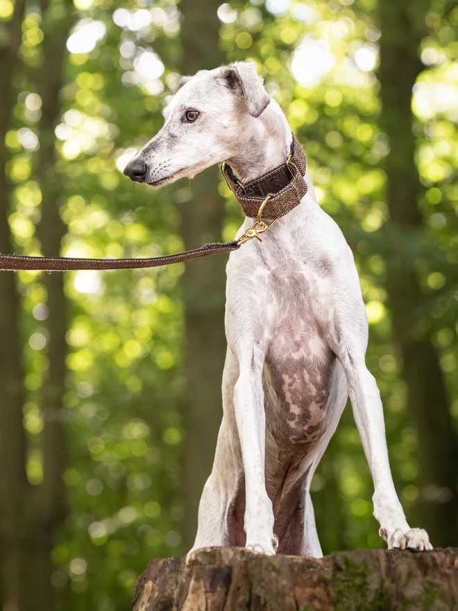 Pumpernickel Herringbone Tweed Martingale Dog Collar