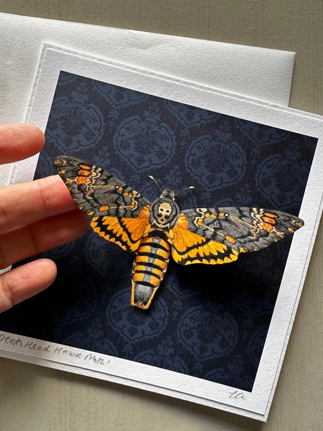 A close up photo of three dimensional Death's Head Hawk moth showing the three dimensional wings which can be folded out for display.