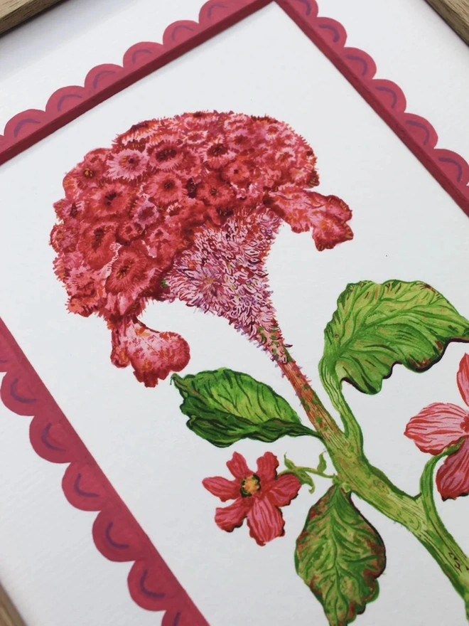 Celosia Cristata Print
