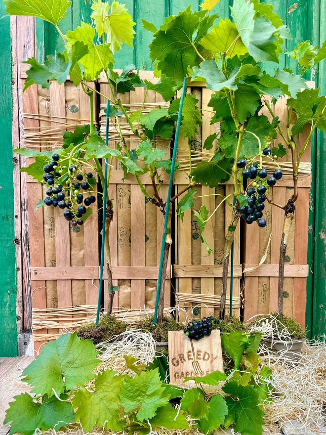 Potted grapevines with bunches of red grapes placed in front of wooden gifting crates and wonderful lush vine leaves. 