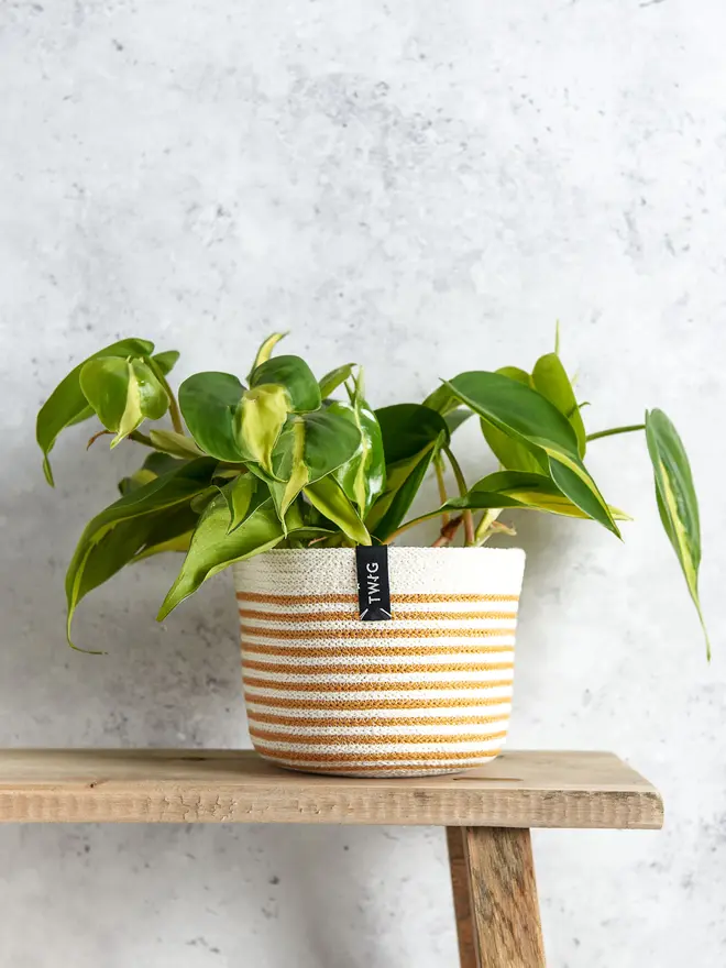 Small Striped Cotton Pot