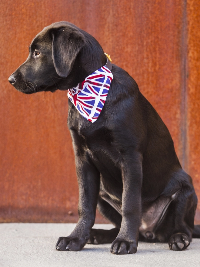 Union Jack Bandana on Labrador Puppy