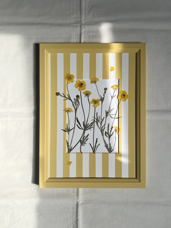 pressed buttercup flowers in a hand painted stripe mount and hand painted wooden frame