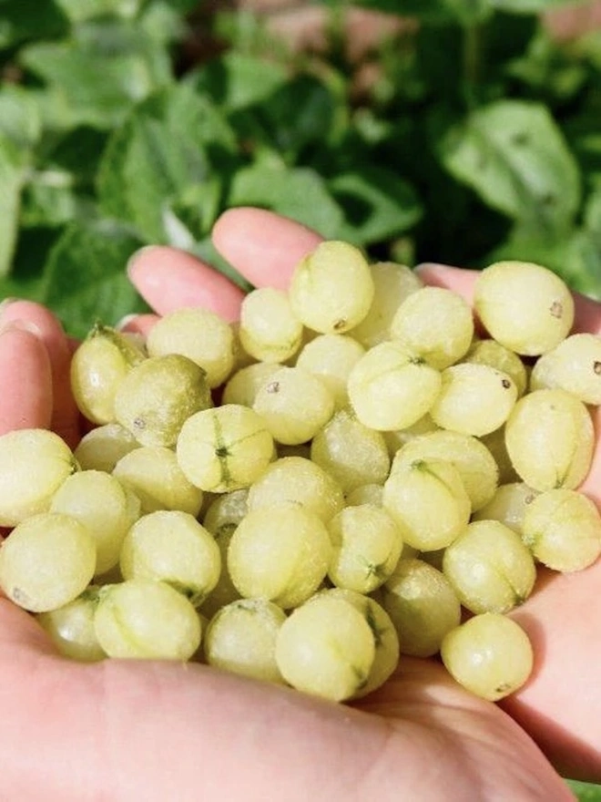 Wild Old Tom Edition Gin, a handful of grapes held by a person outside. 