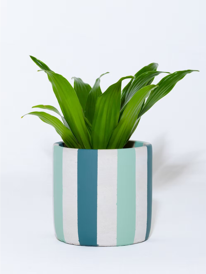 coloured stripes concrete plant pot. a grey plant pot with teal and blue stripes.