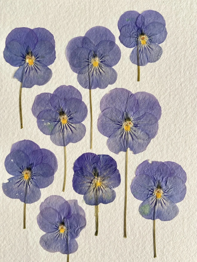 Close up of pressed pansy flowers in blue colours