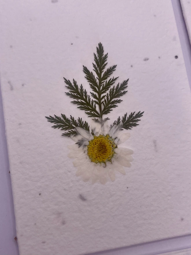 Close up of pressed daisy flower