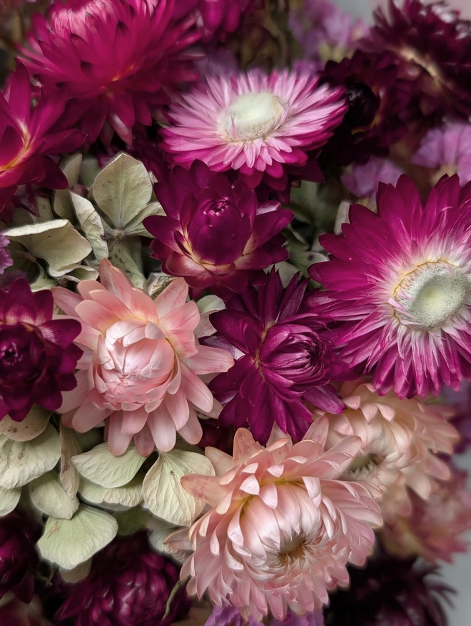 Closeup of flowers pink and green